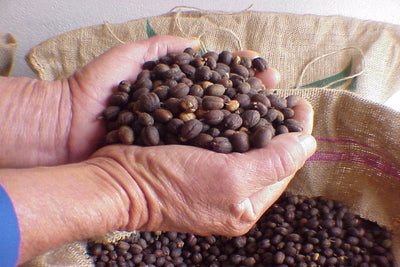 How Is Kona Coffee Made?