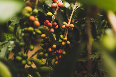 How Much Does Kona Coffee Cost in Hawaii?