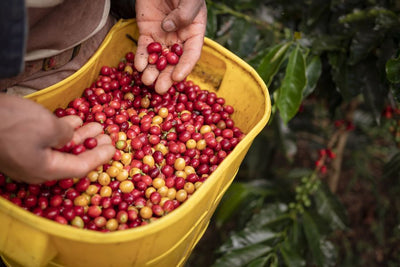 What’s the Difference Between Kona and Colombian Coffee?